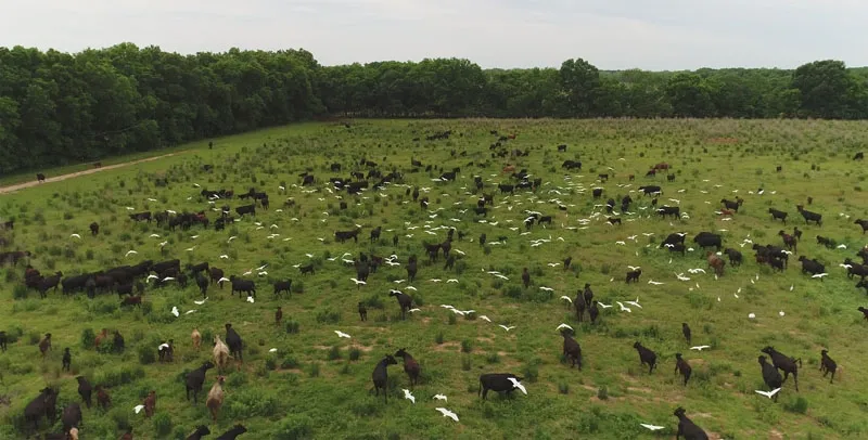 White Oak Pastures 4