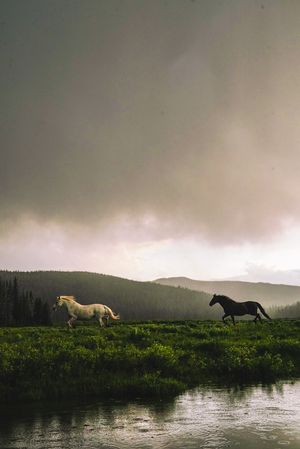 Darwin Ranch Hero