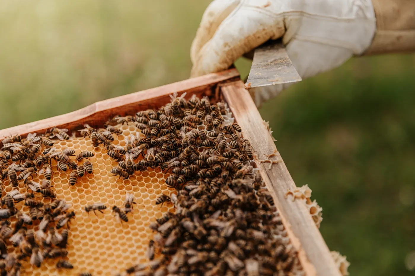 Apiculture 1