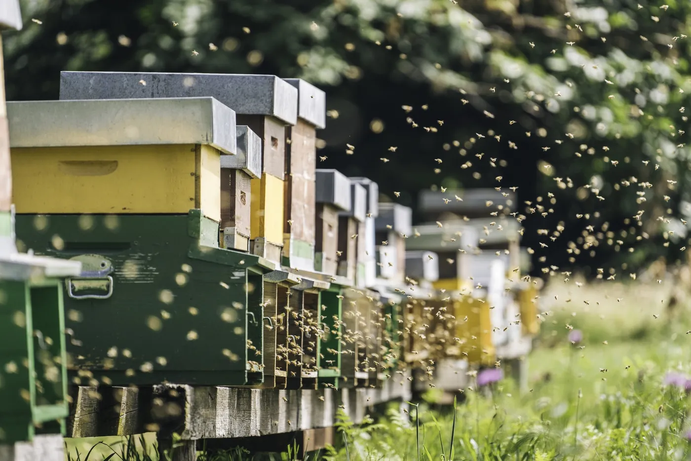 Apiculture 2