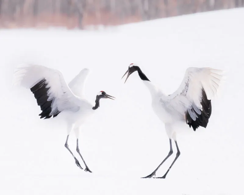 Hokkaido red crowned cranes - Daniel Kordan 8
