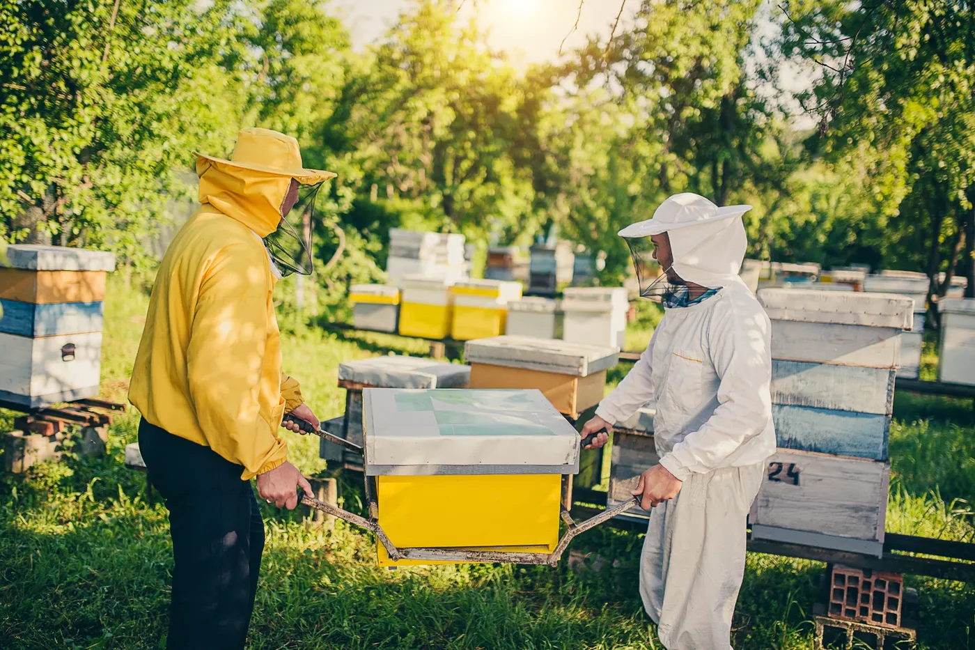 Apiculture 3