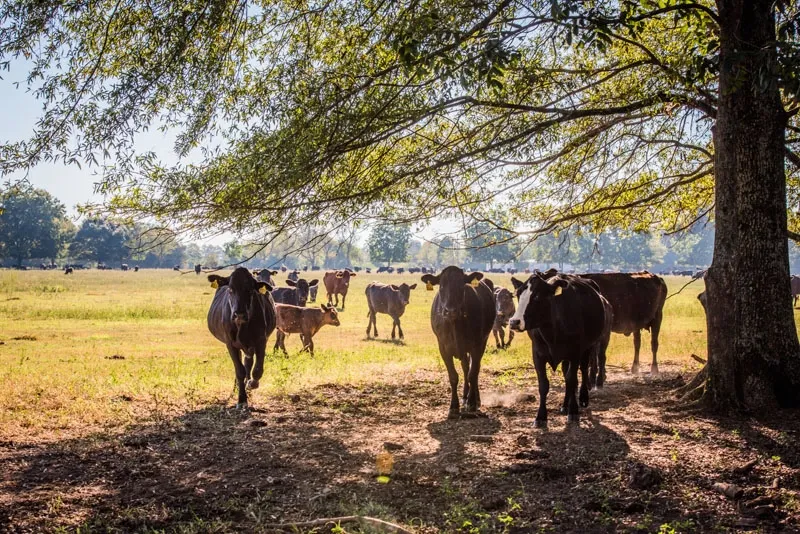 White Oak Pastures 6