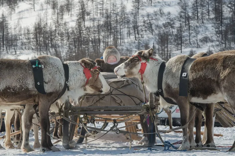 Yamal Baby Nenet - Daniel Kordan 3