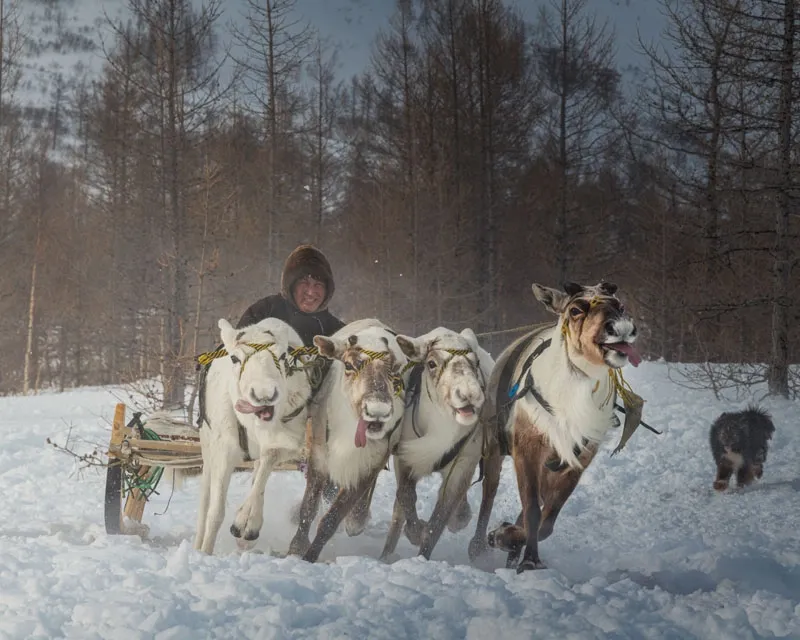 Yamal Reindeer Joy - Daniel Kordan 4
