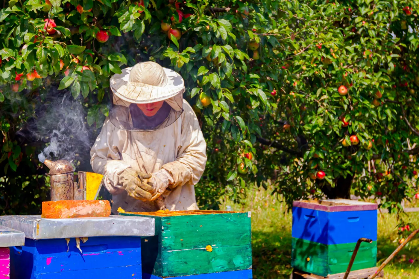 Apiculture 4