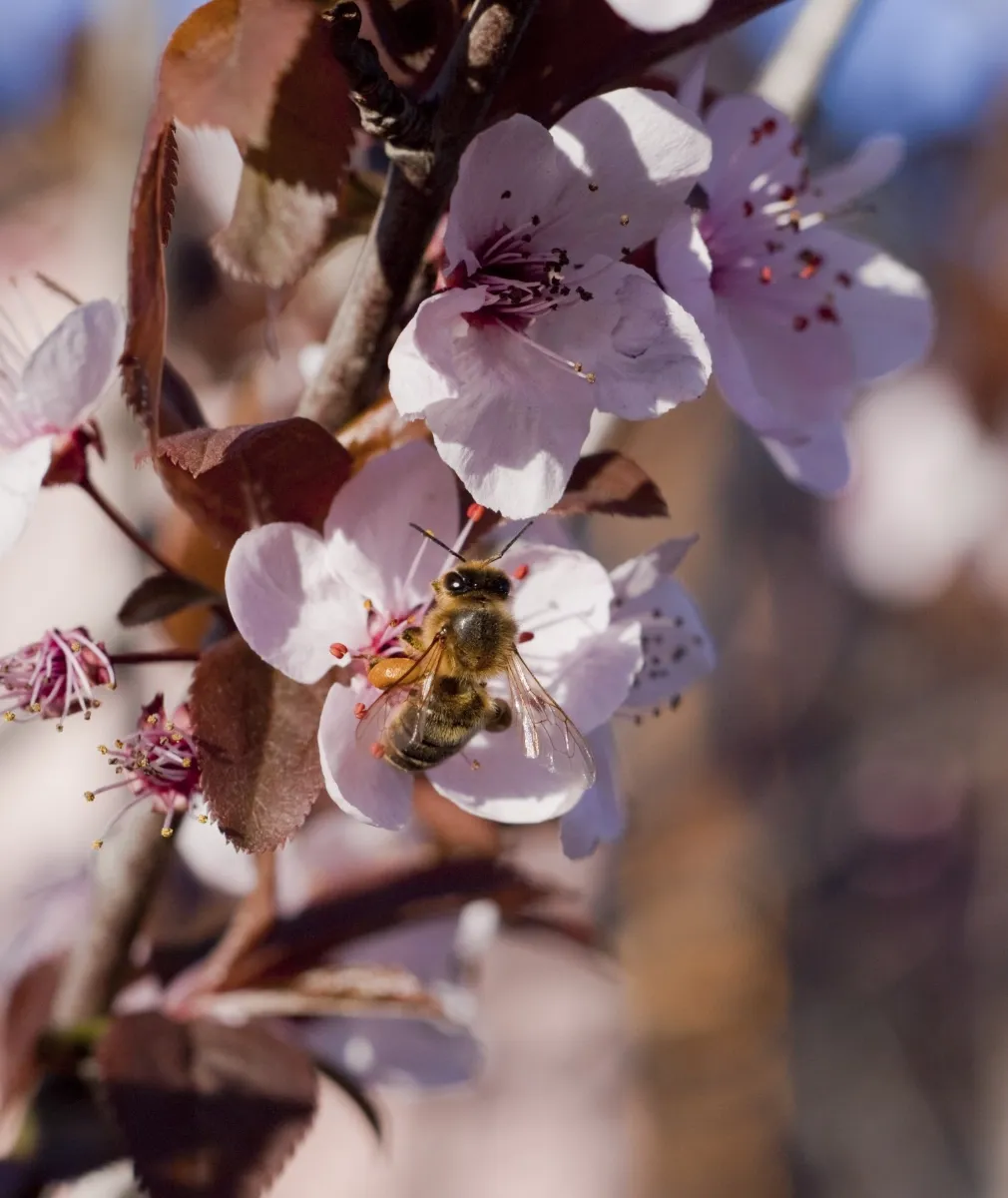 Apiculture 10
