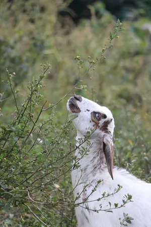 Goatscaping Hero