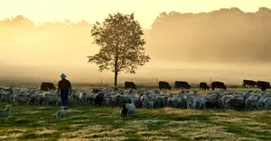 White Oak Pastures Hero