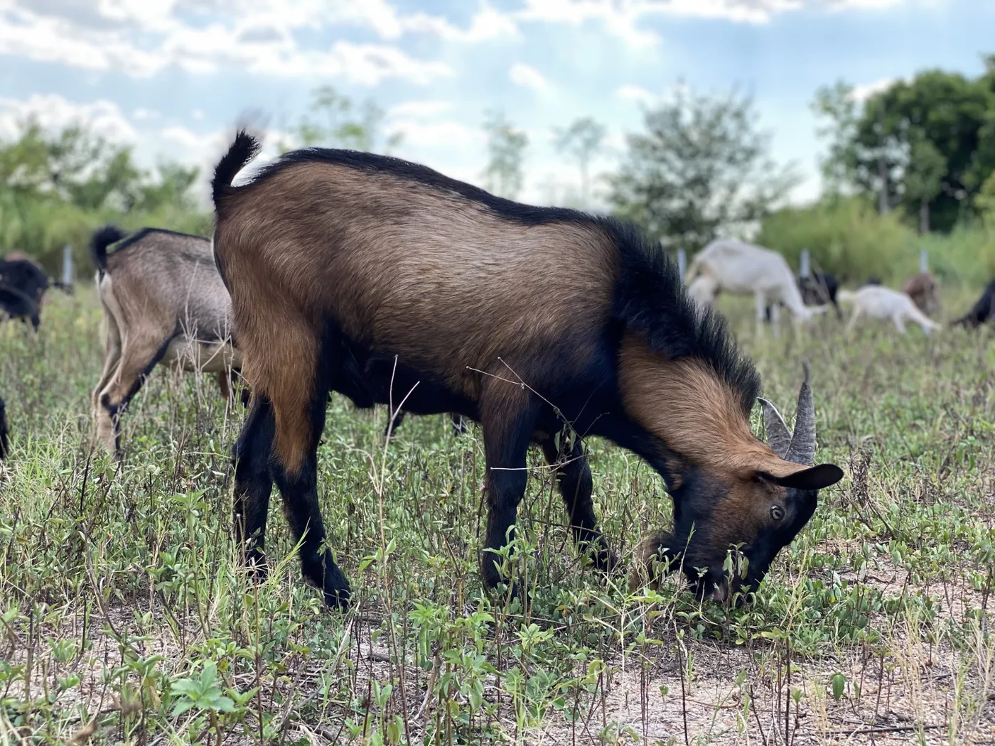 Goatscaping 2