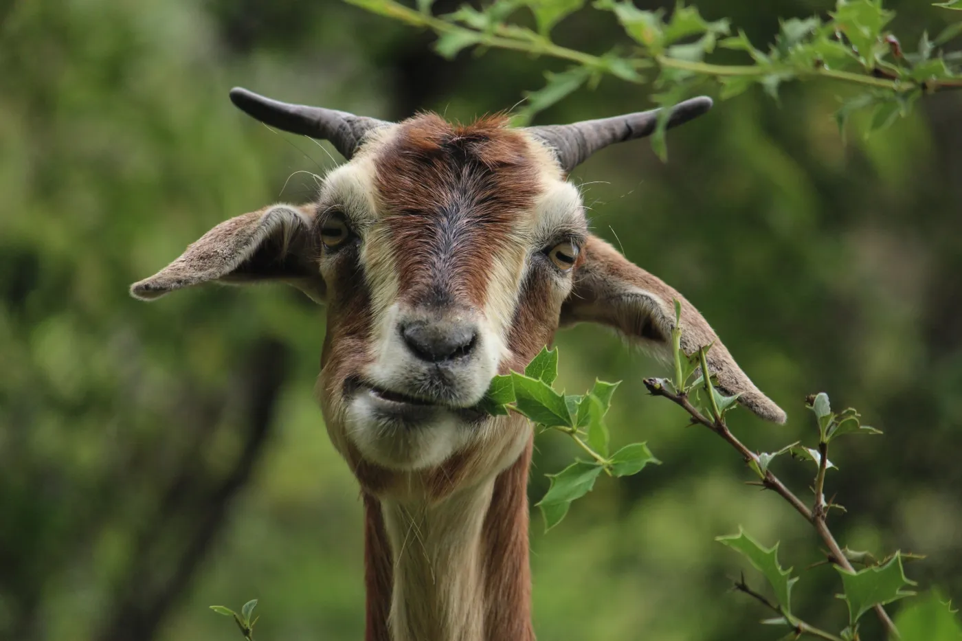 Goatscaping 1