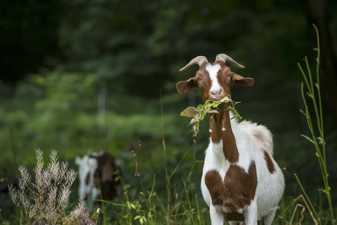 Goatscaping 5