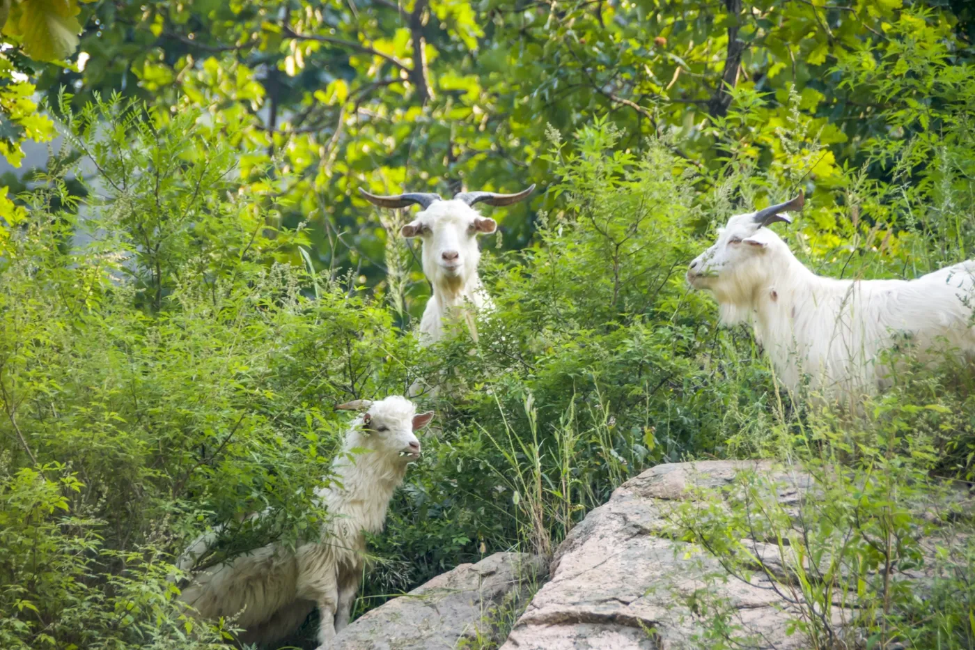 Goatscaping 4