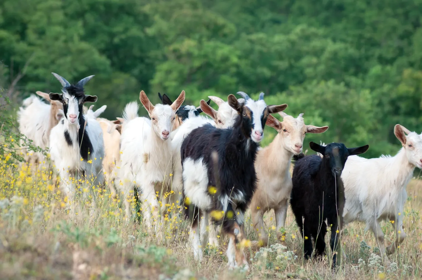 Goatscaping 3