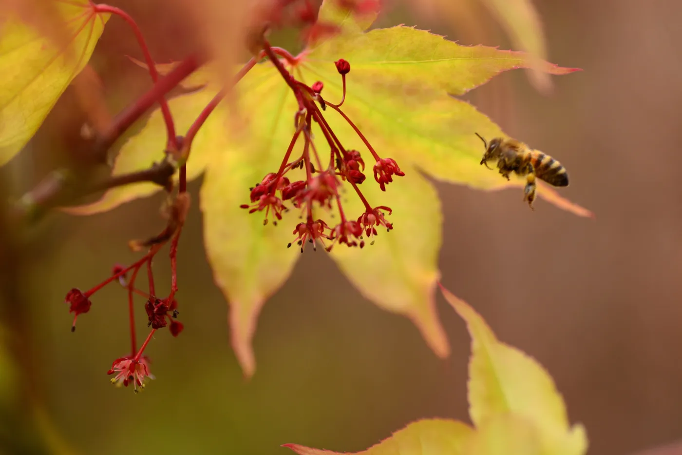 Apiculture 9